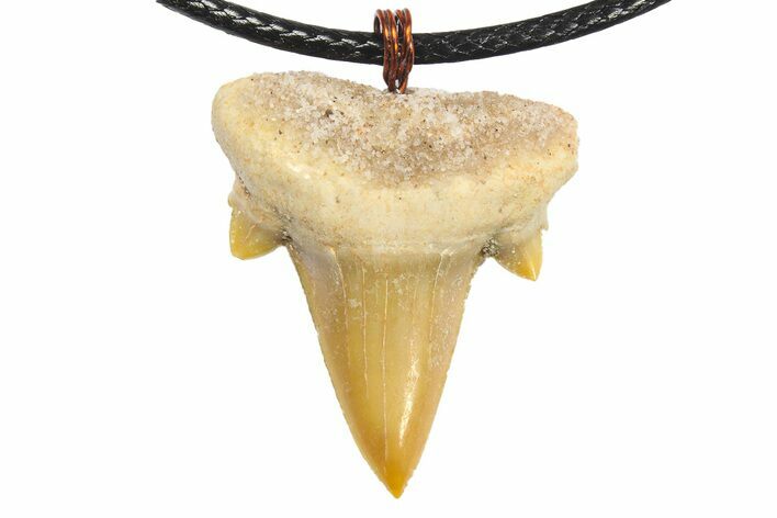 Fossil Serratolamna Shark Tooth Necklace #273594